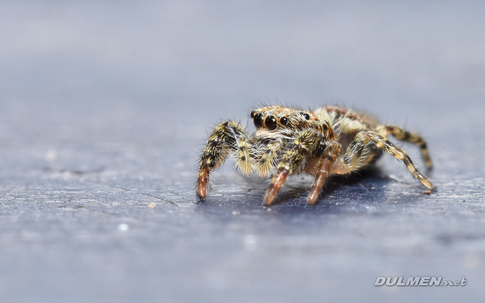 Jumping spider (Marpissa muscosa)